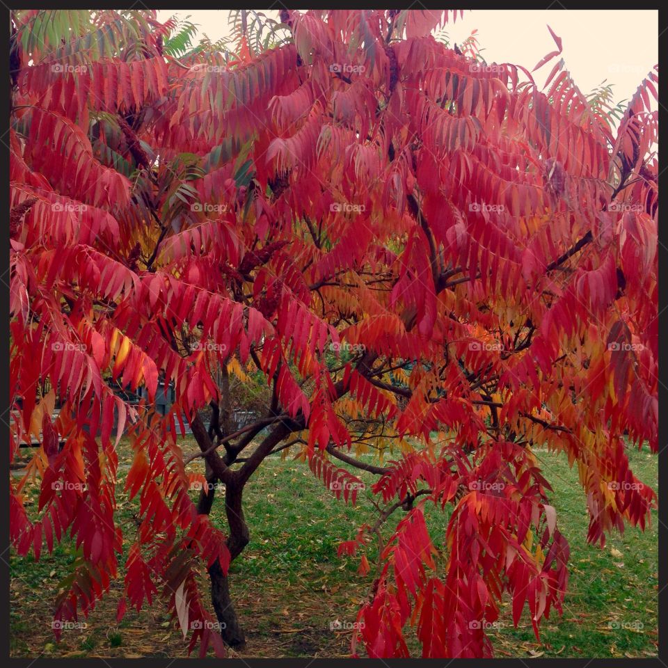 Vivid fall in Kiev