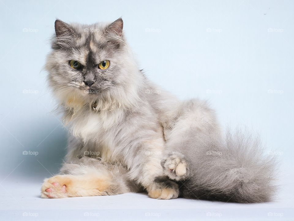 Persian cat on blue background