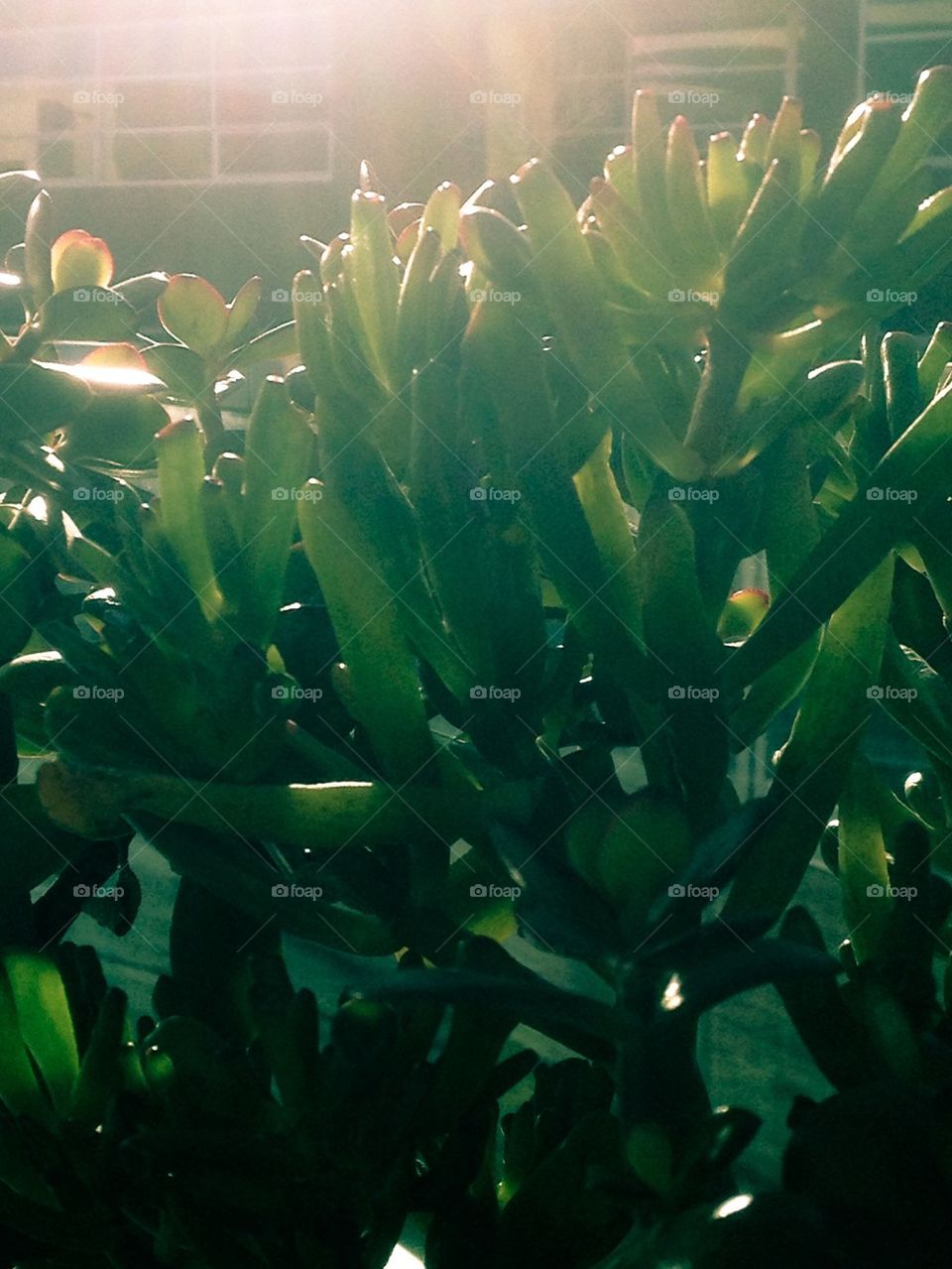 Succulents in the sun