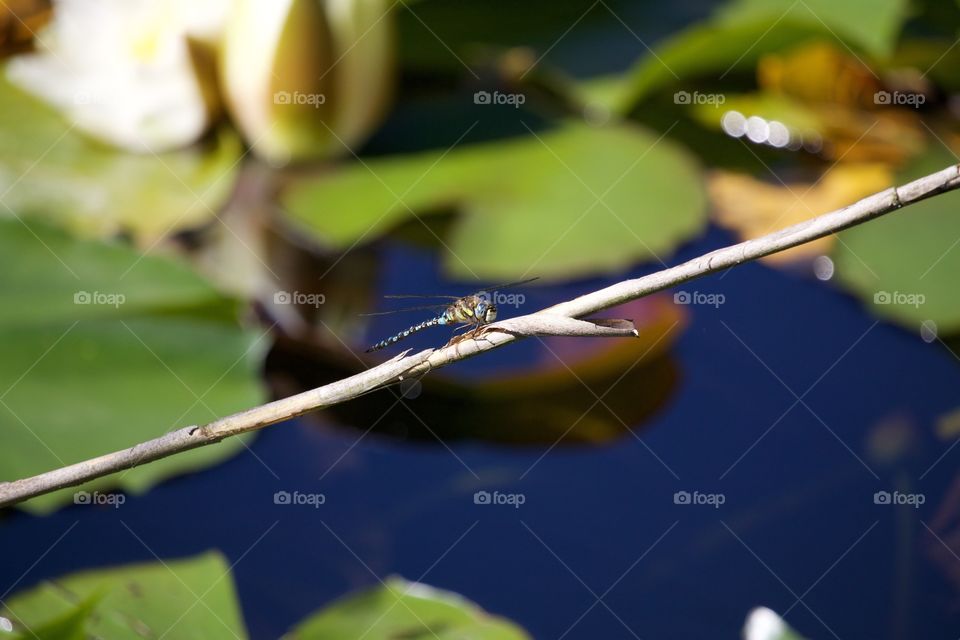 Dragonfly Close - Up