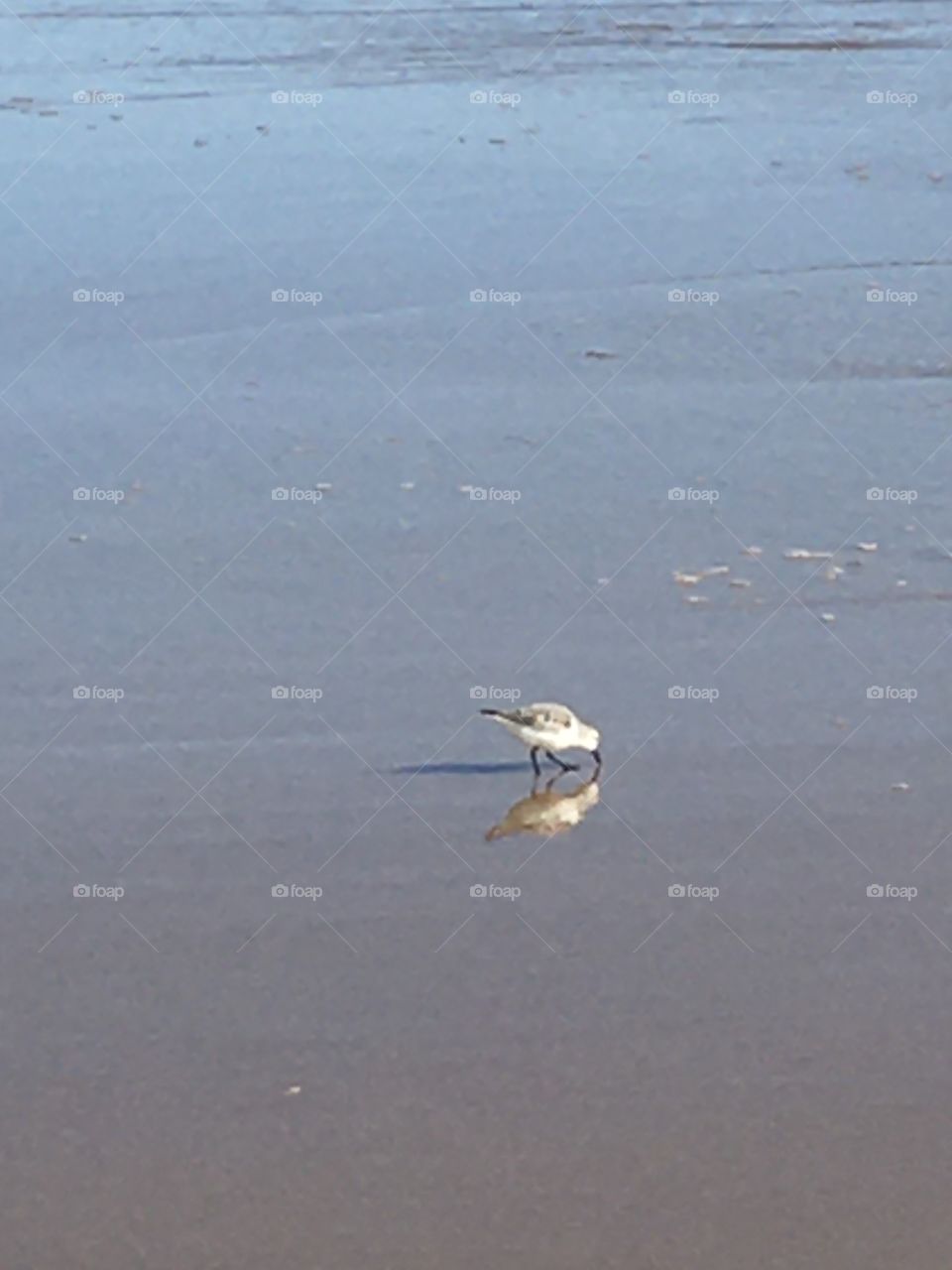 Birds searching shells