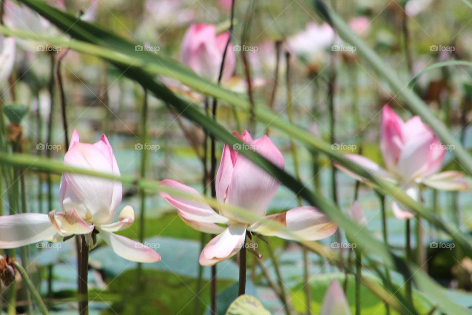 pool lotus