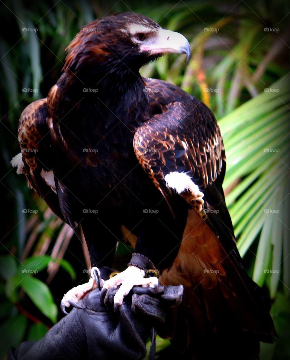Australian Wedge Tail Eagle 