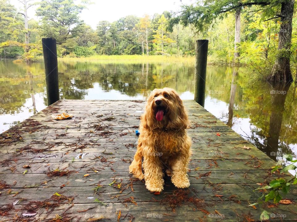 Whoodle on a dock