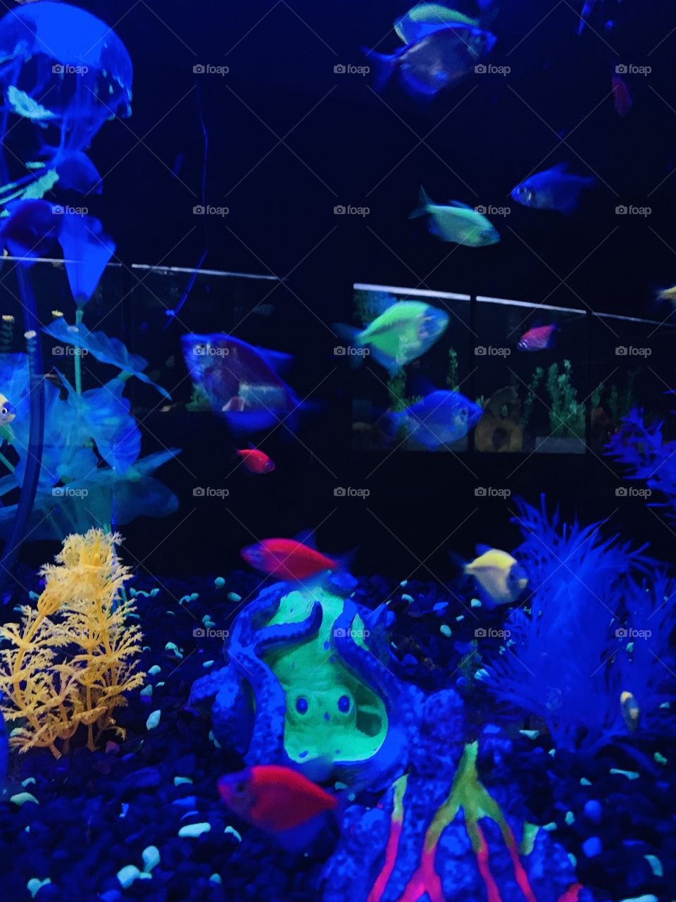 Terra fish in an aquarium 
