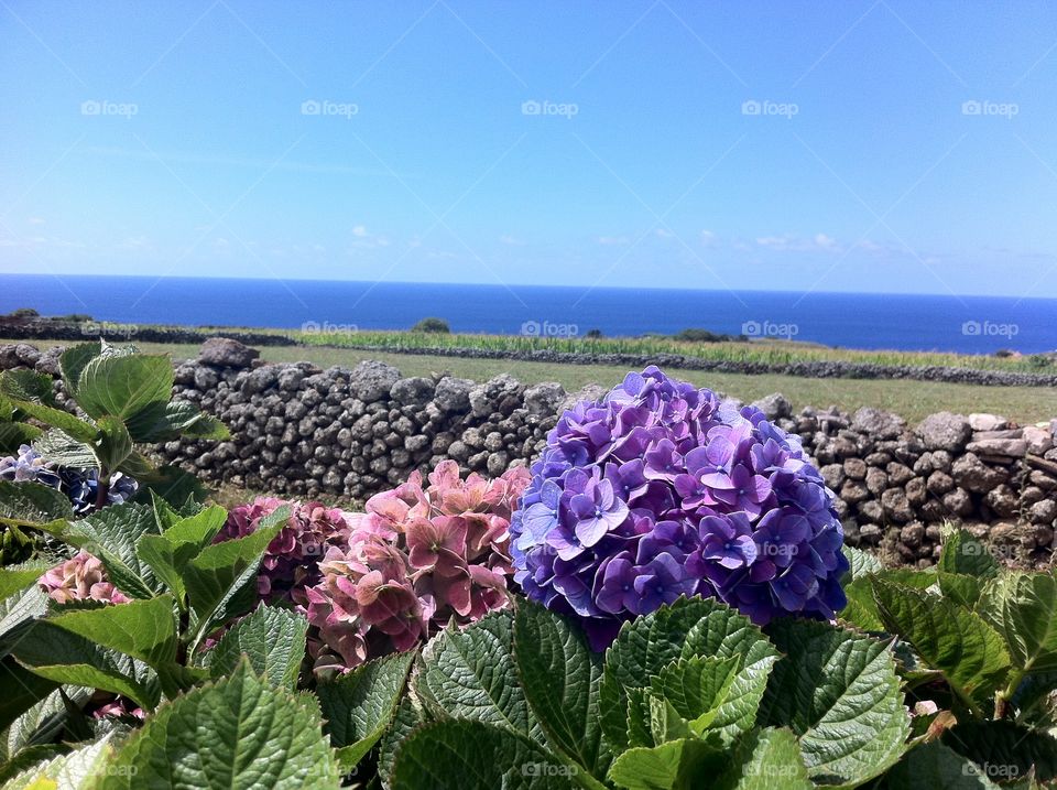 Flores . Azores
