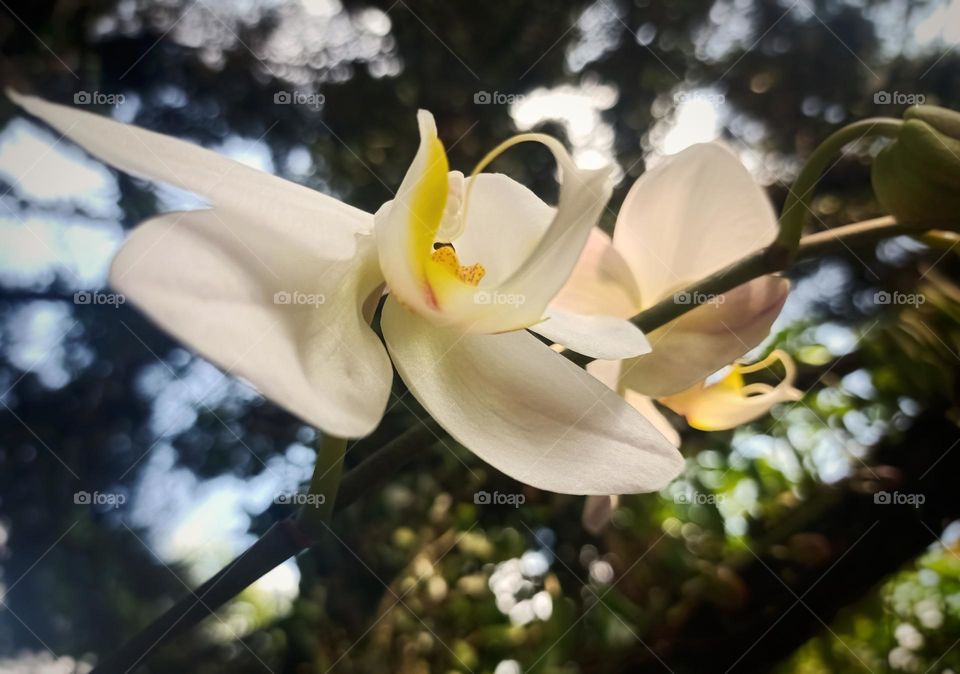 white Orchid Flower