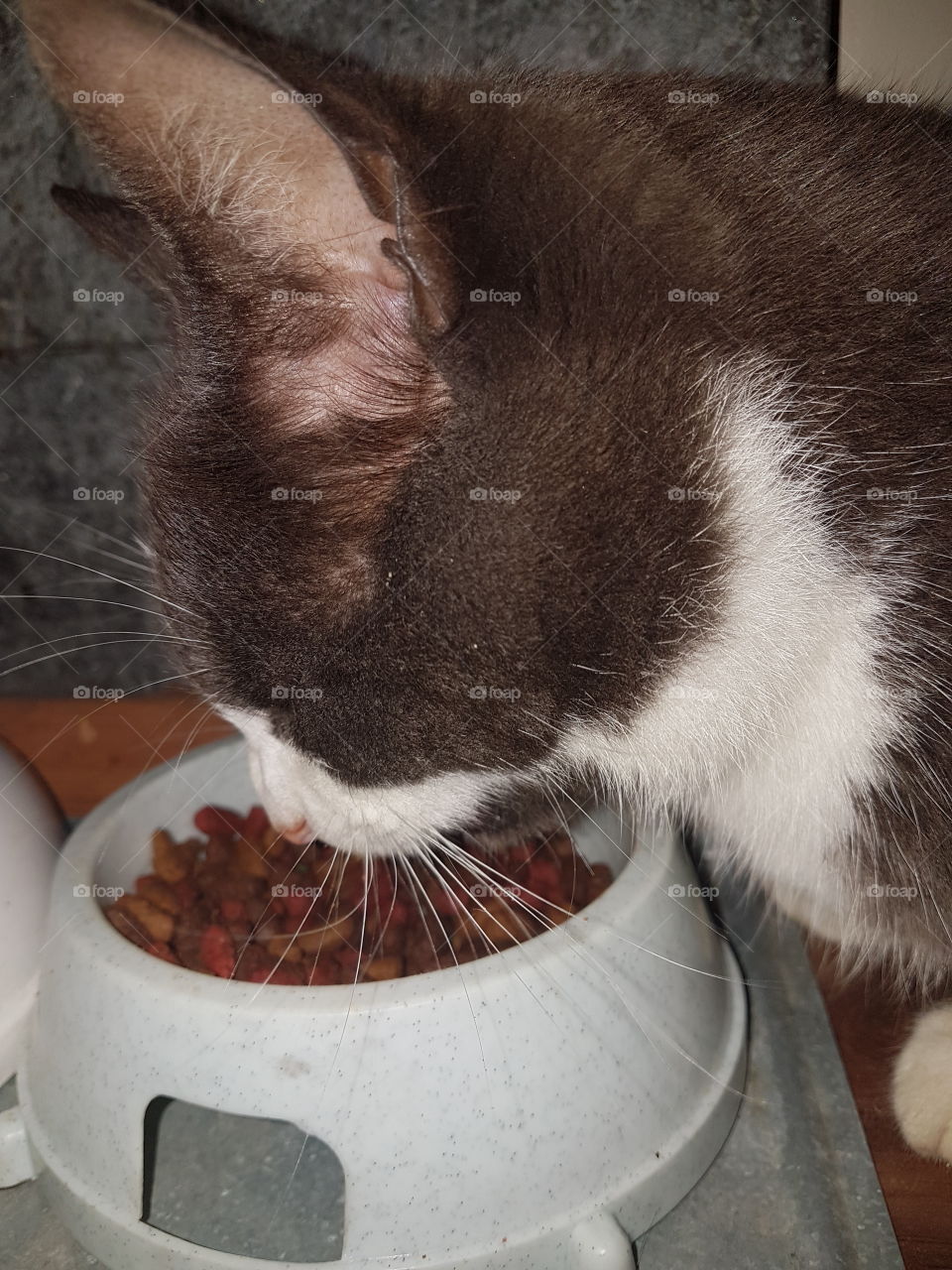 My cat is eating right now!

________