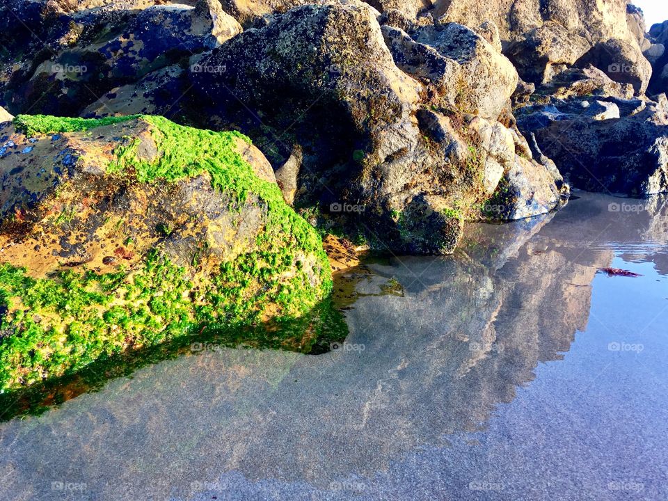 Seaweeds on the ocean rocks 