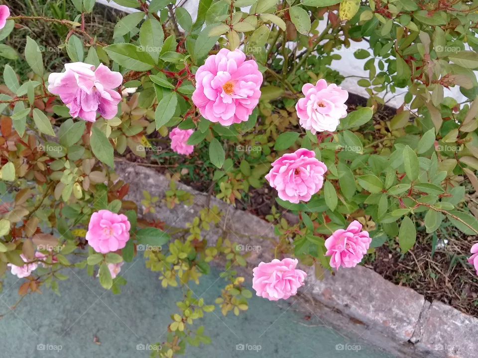 roses