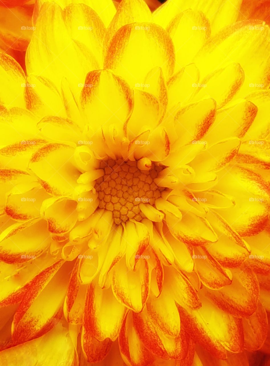 Full frame of sunflower