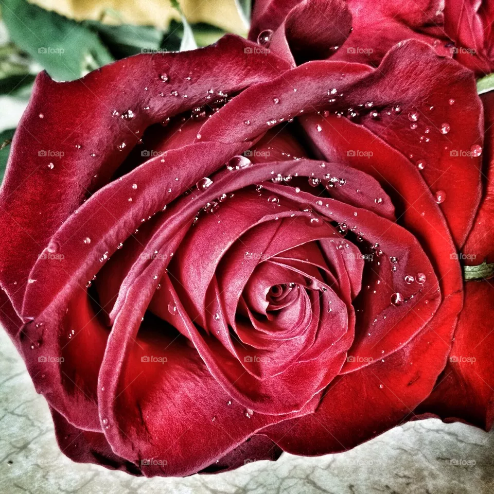 rose