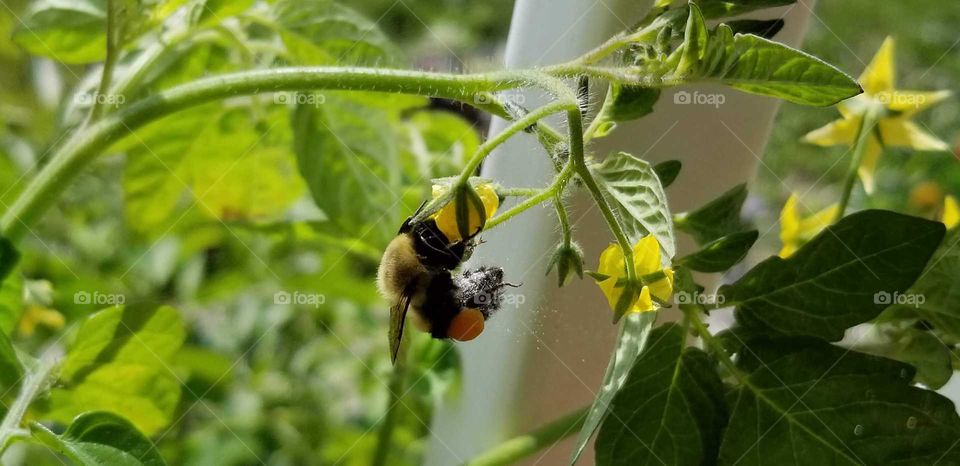 bee on a tomato blossom