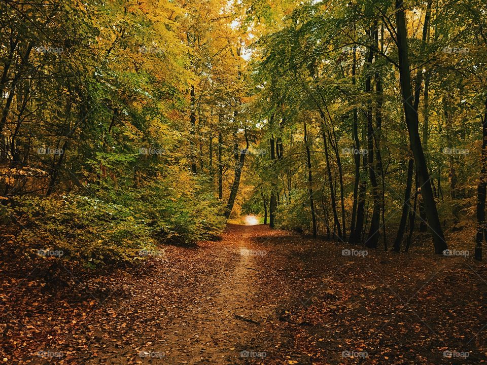 View of forest during autumn