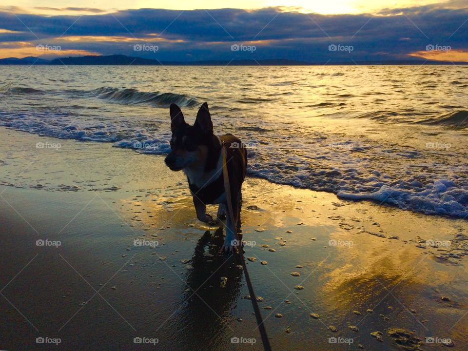 Dog at sunset 