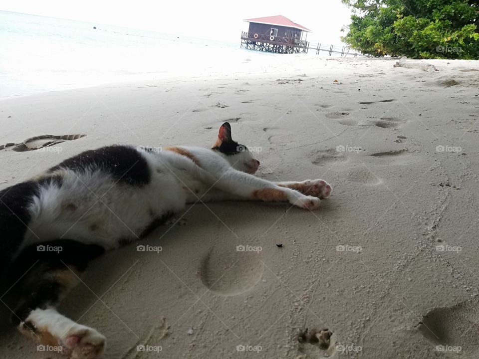 The sleeping pretty 🙀!