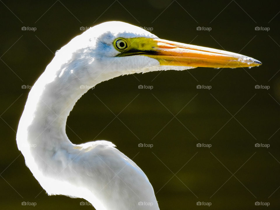 Great Egret Bird Profile