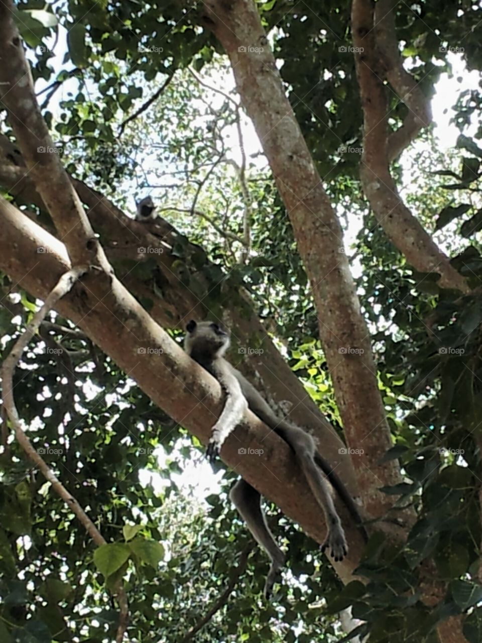 Aluvandura resting in Katharagama Sri Lanka..