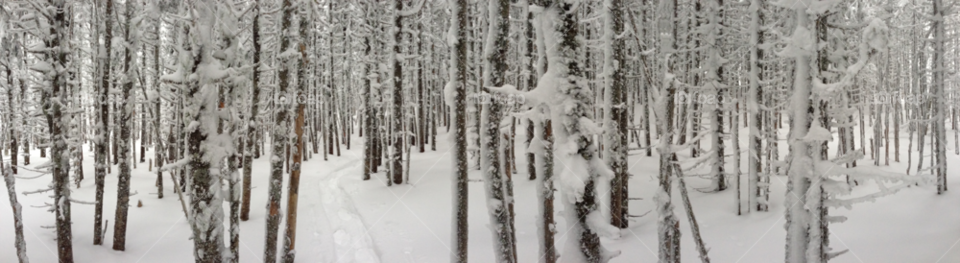 snow winter ice forest by bobmanley