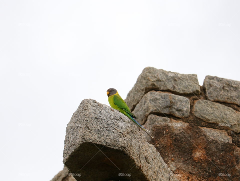 parrot on the stone