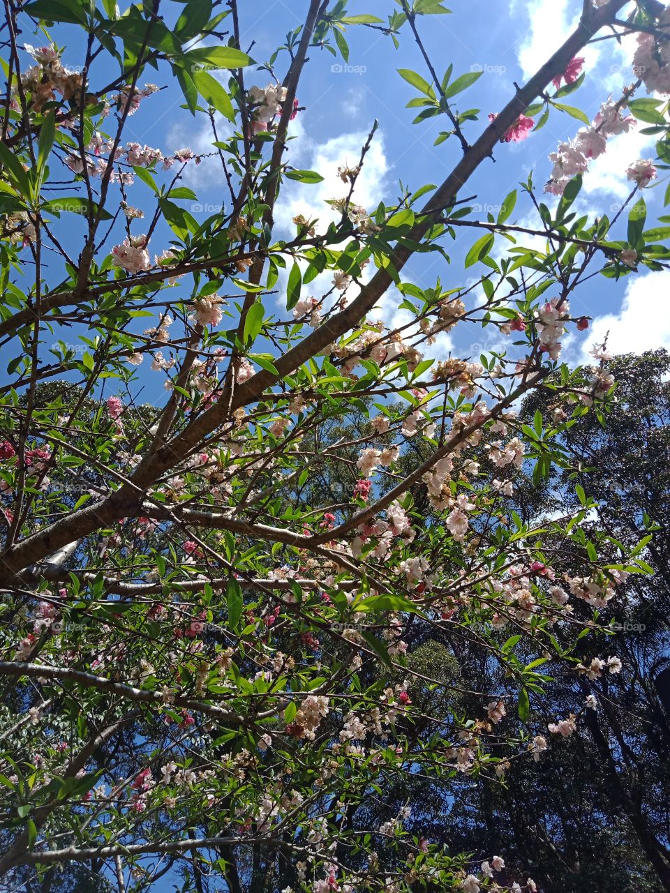 a flowering branch with pink flowers