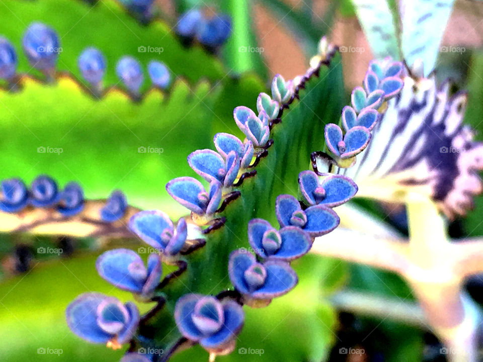 Desert blooms; indigo flowers 