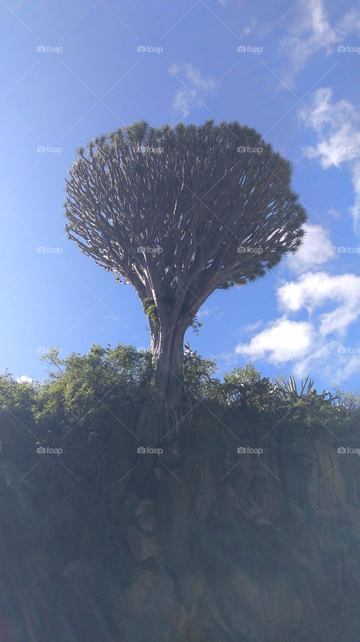 DRAGO senderismo gran canaria