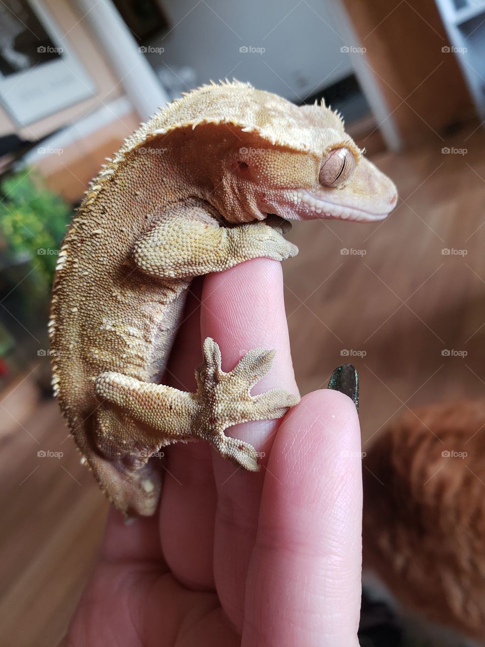 Crested Gecko male sitting on hand, cute pet.