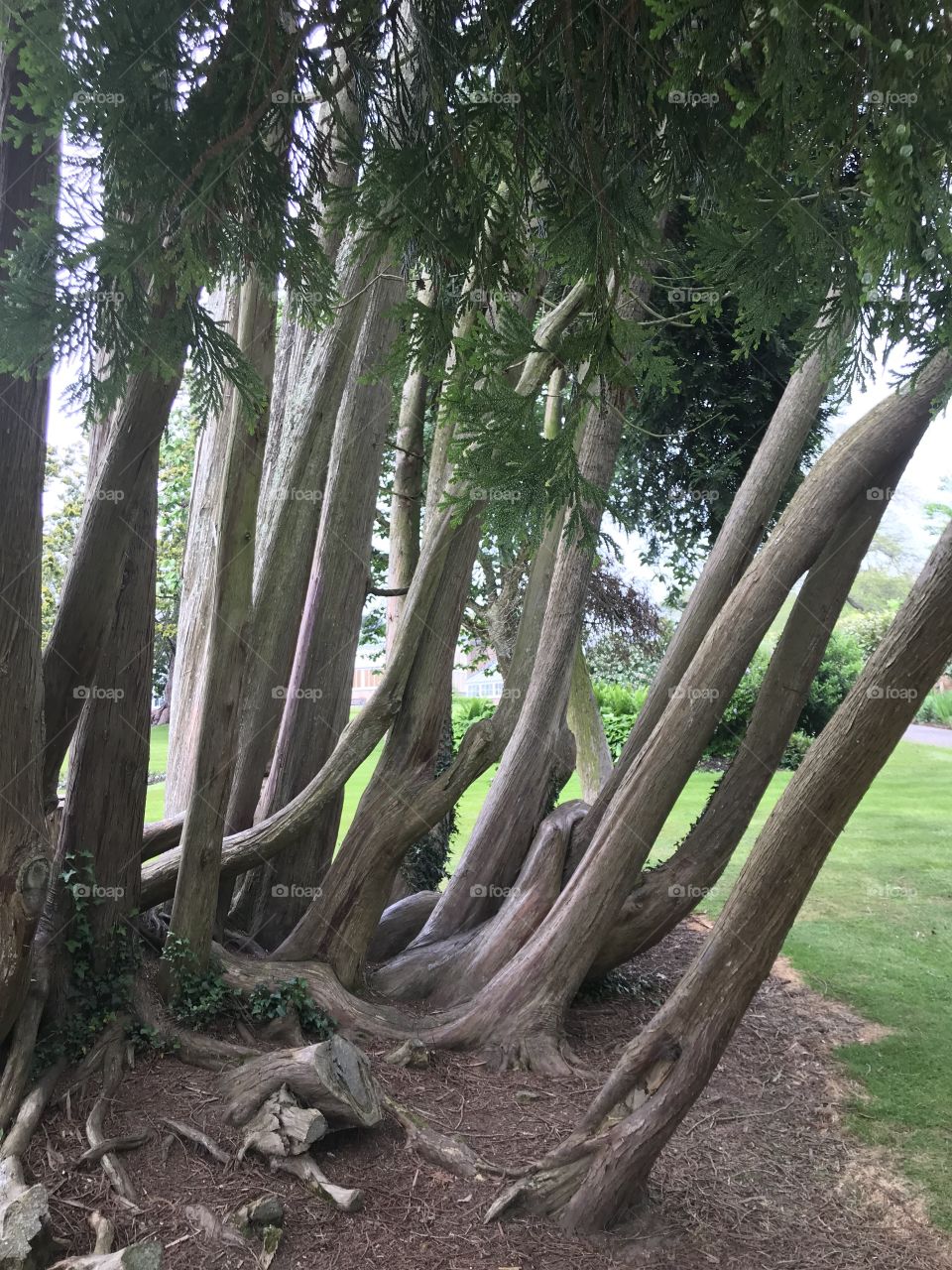 The roots of this tree are like a puzzle, but most puzzles wear out, but these roots will be there for centuries to come.