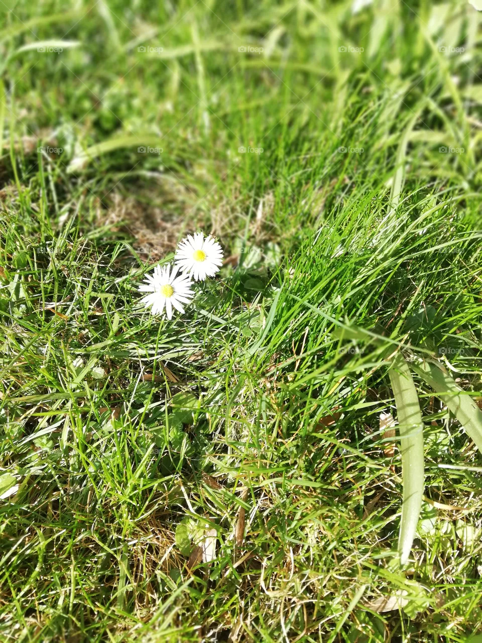 flo