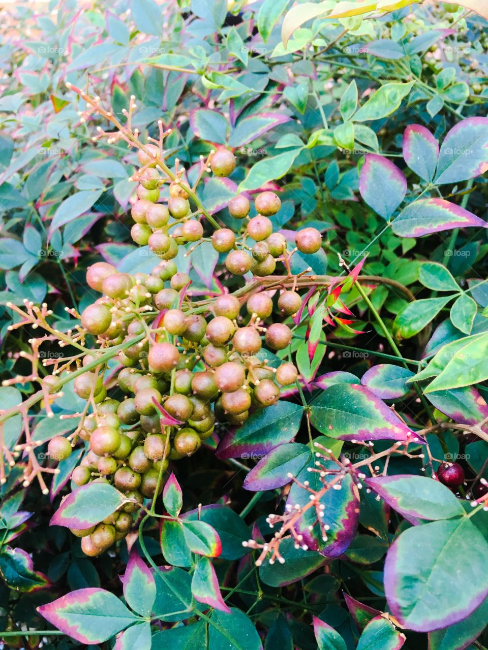 Fall berries