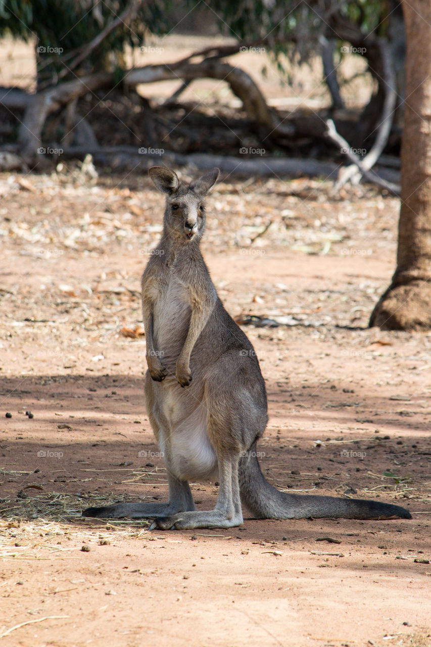 Grey Kangaroo