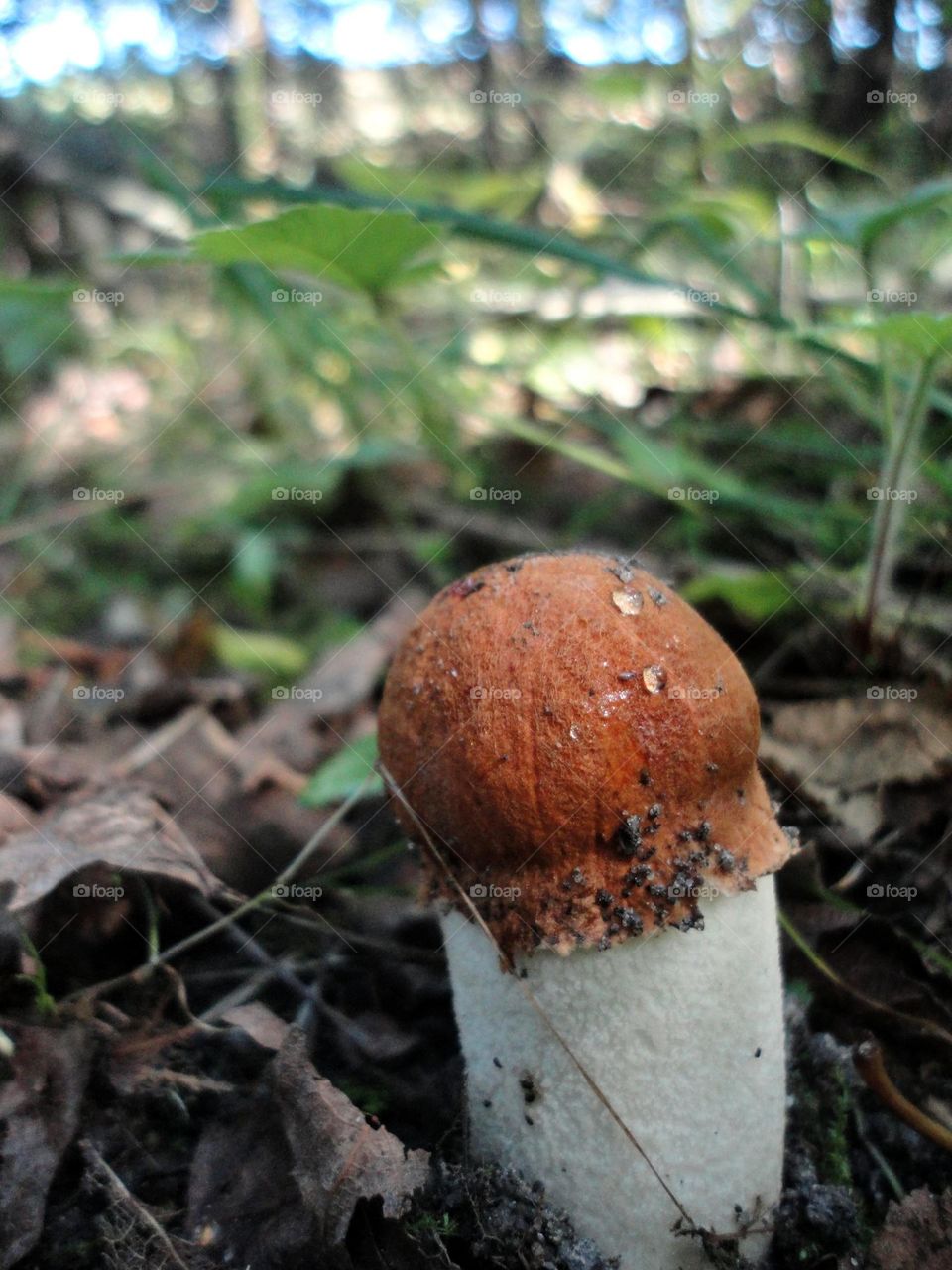 beautiful mushroom