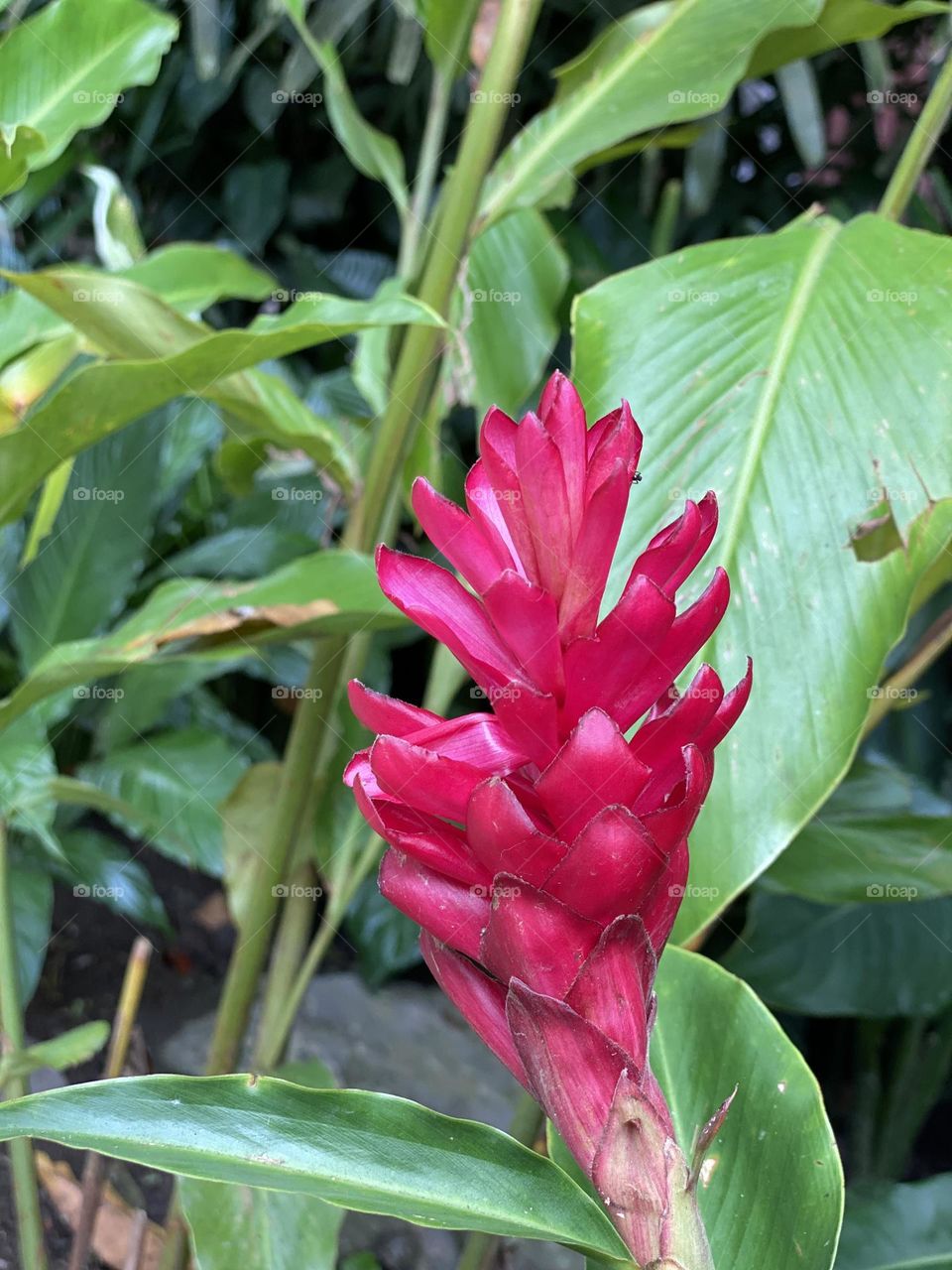 Red flower plants