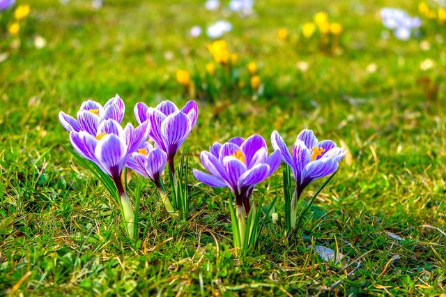 Spring