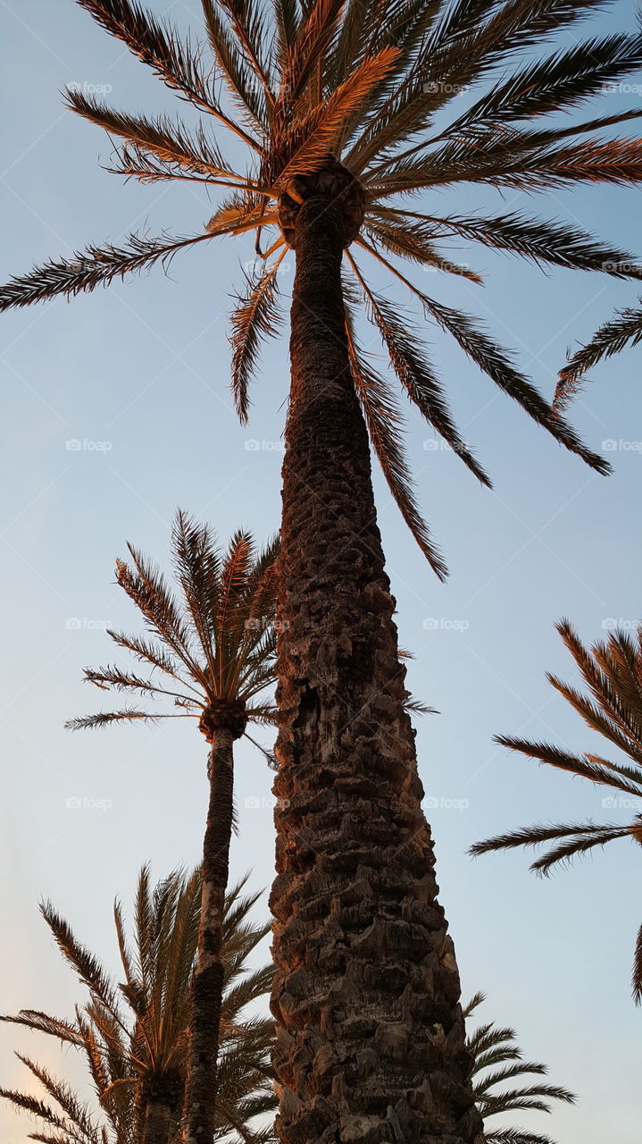 Palm trees in Mallorca