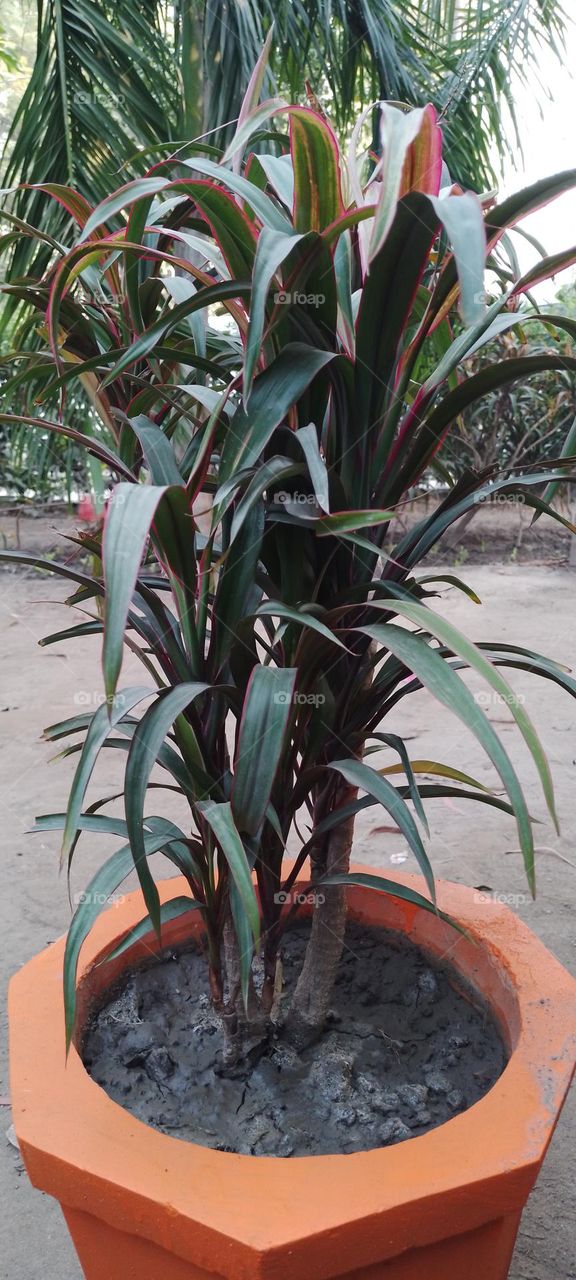 Dracaena