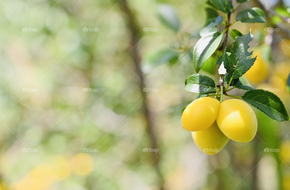 Beautiful freshly hanging mini plums in the garden tree are good for a healthy snakcs. 