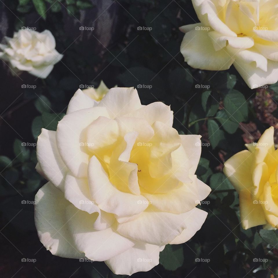 yellow roses