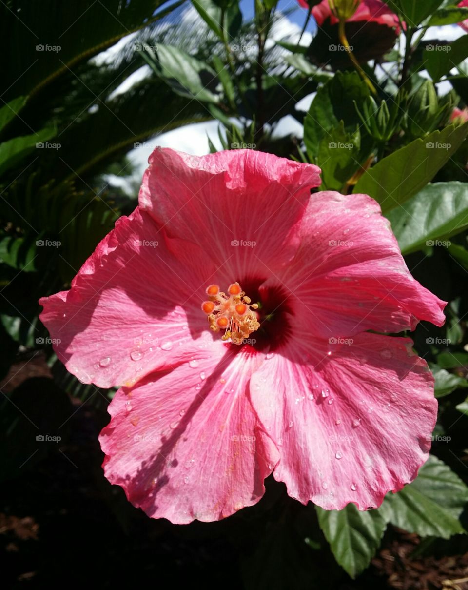 Hibiscus after the Rain