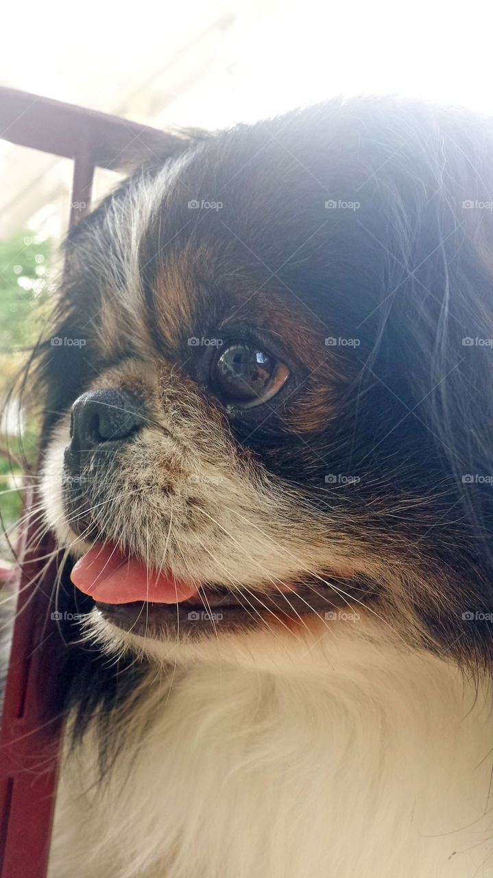 pekingese dog smiling