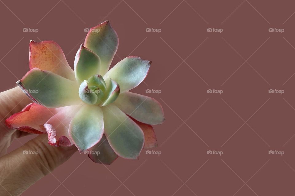 Backgrounds, copy space, beautiful succulent