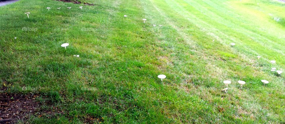 fairy ring