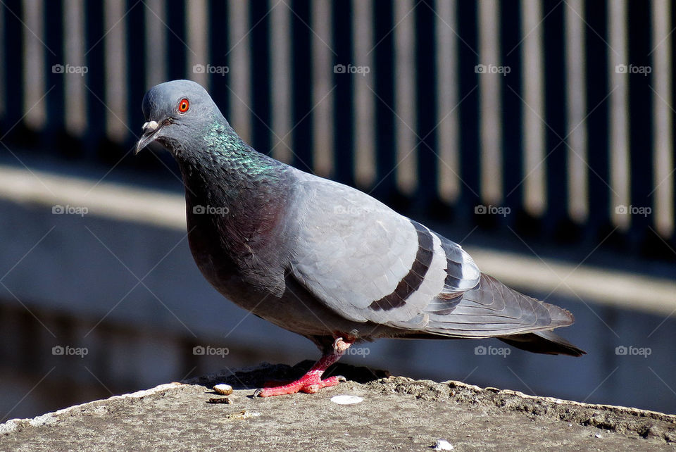 Pigeon