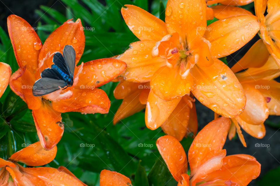Ctenucha moth butterfly on orange lily