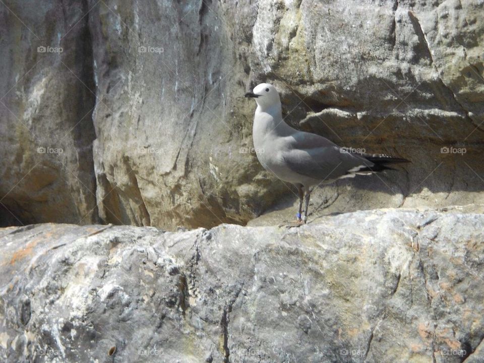 Seagull on Rocks