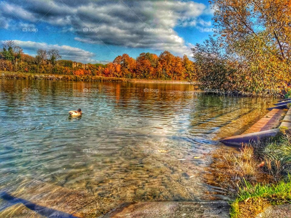 Duck swimming in the water