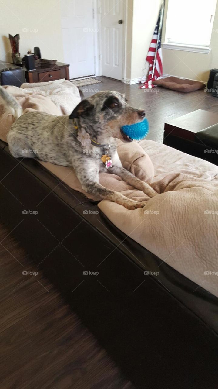 Dog with ball balancing on couch back