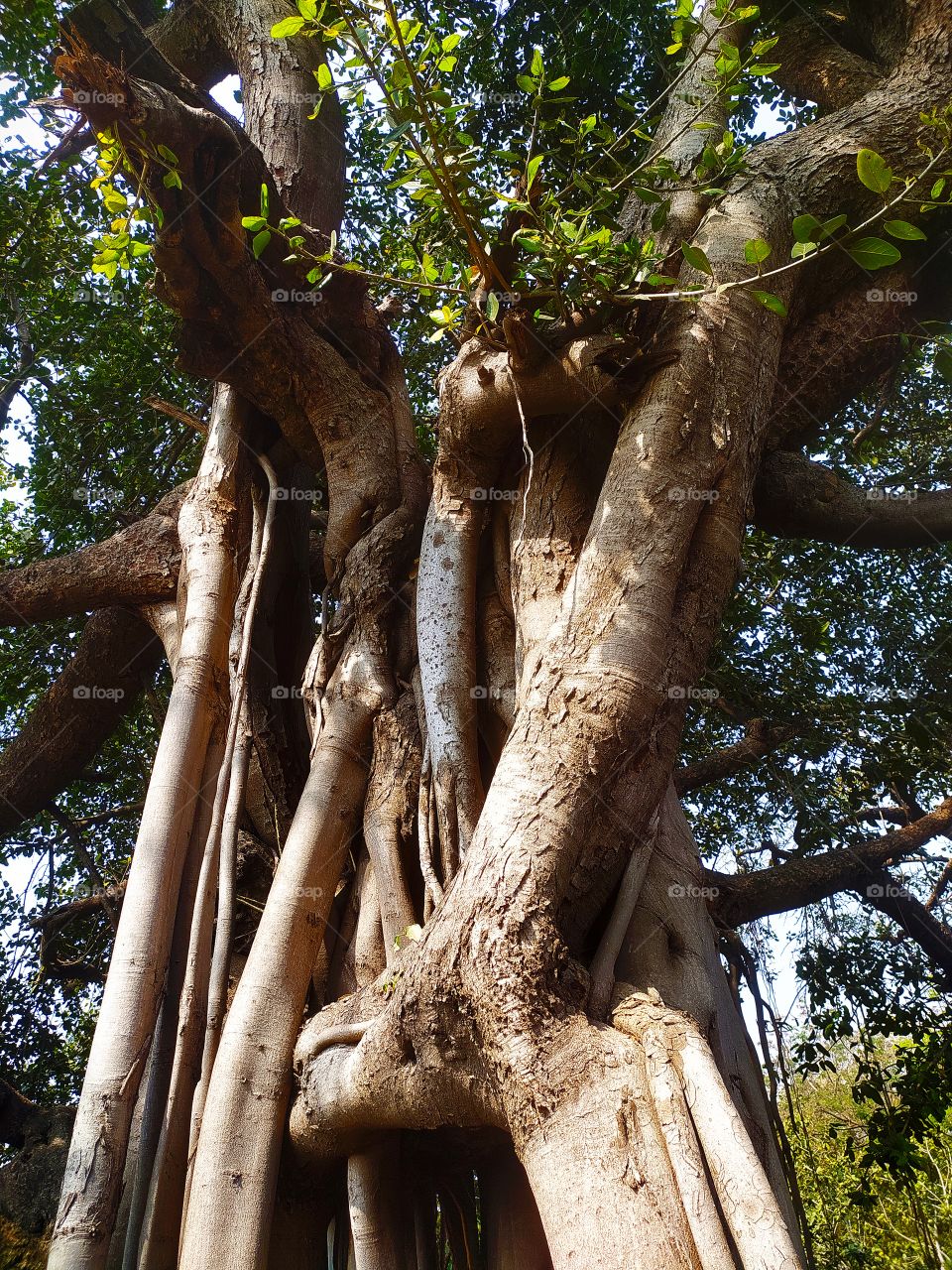Banyan tree in front of Shaniwar Wada Palace Pune Maharashtra India