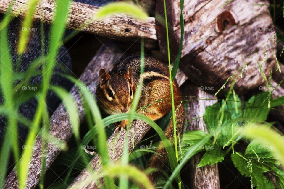 Close-up of chipmunk sitting on wood